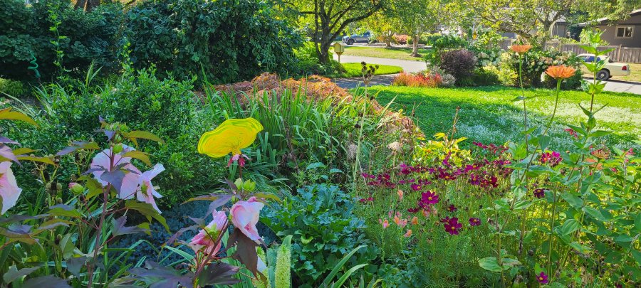  A vibrant garden with various colorful flowers and lush greenery, set against a background of a residential street.