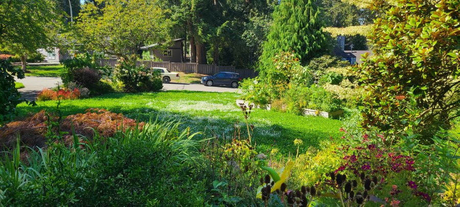 A vibrant garden with tall trees, raised garden beds, and lush greenery, with colorful flowers in the foreground and a residential street in the background.