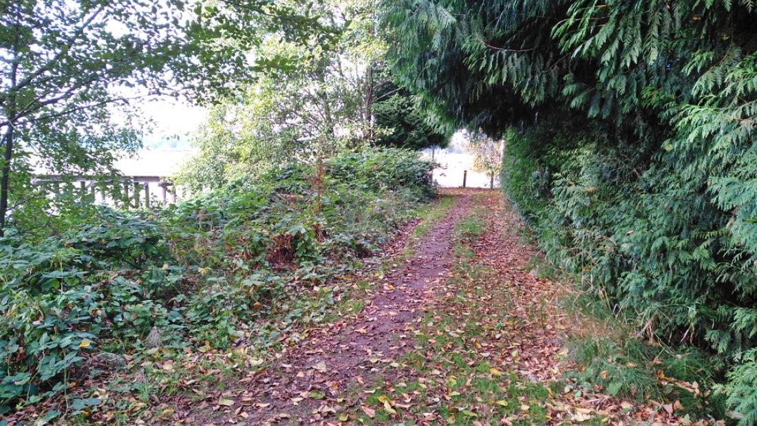 A path to the water covered in fall leaves