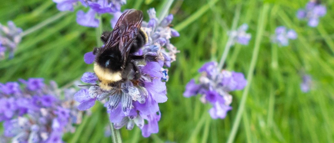 A yellow face bumblebee pollinating a purple flower