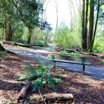 Bench in a forest