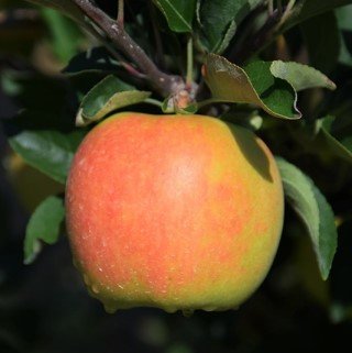 Ambrosia Apple