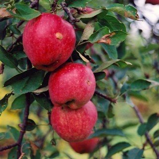 Braeburn apples on shrub