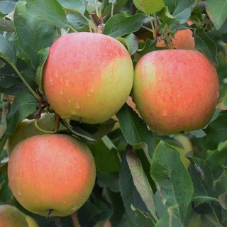 Red-yellow apples hanging on a tree branch