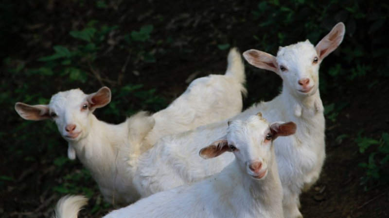 Three baby goats