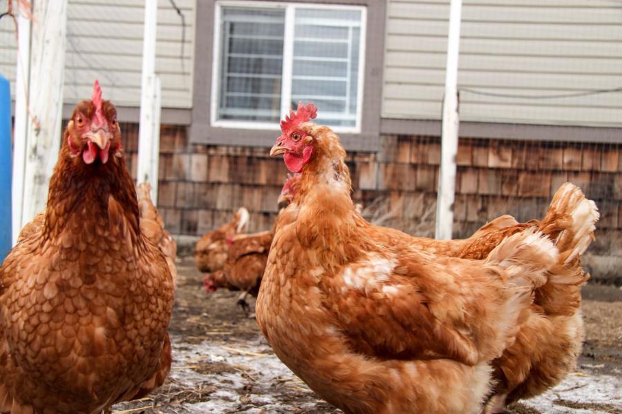 Two brown chickens in a coup