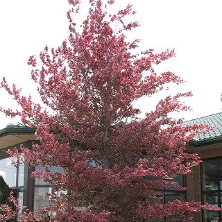 Tree with reddish foliage standing near apartment building 