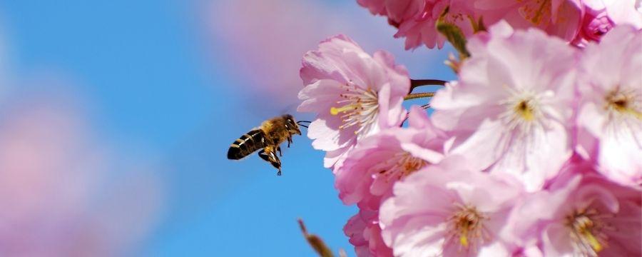 A bee approaches a flower