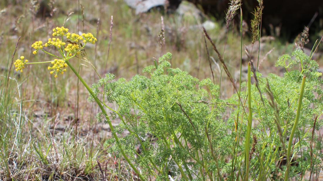 A plant with clusters of yellow flowers.