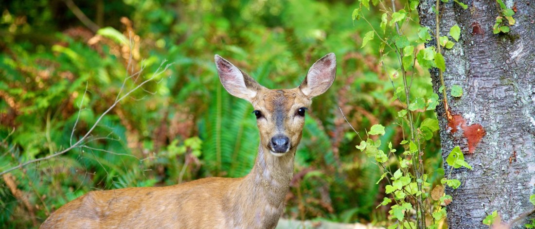 a black-tailed deer
