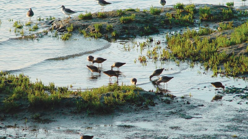 sandpiper birds feeling on the shore