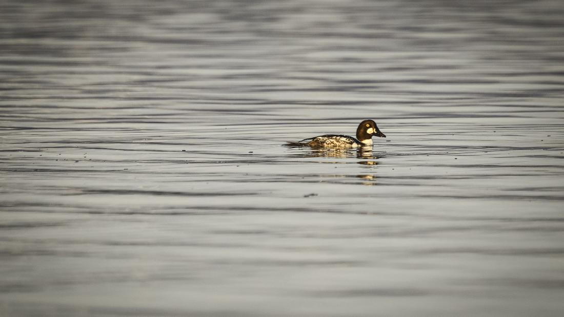 A single duck sits on grey water