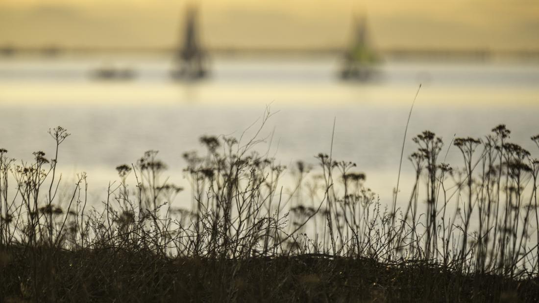 Plants at Blackie Spit Park