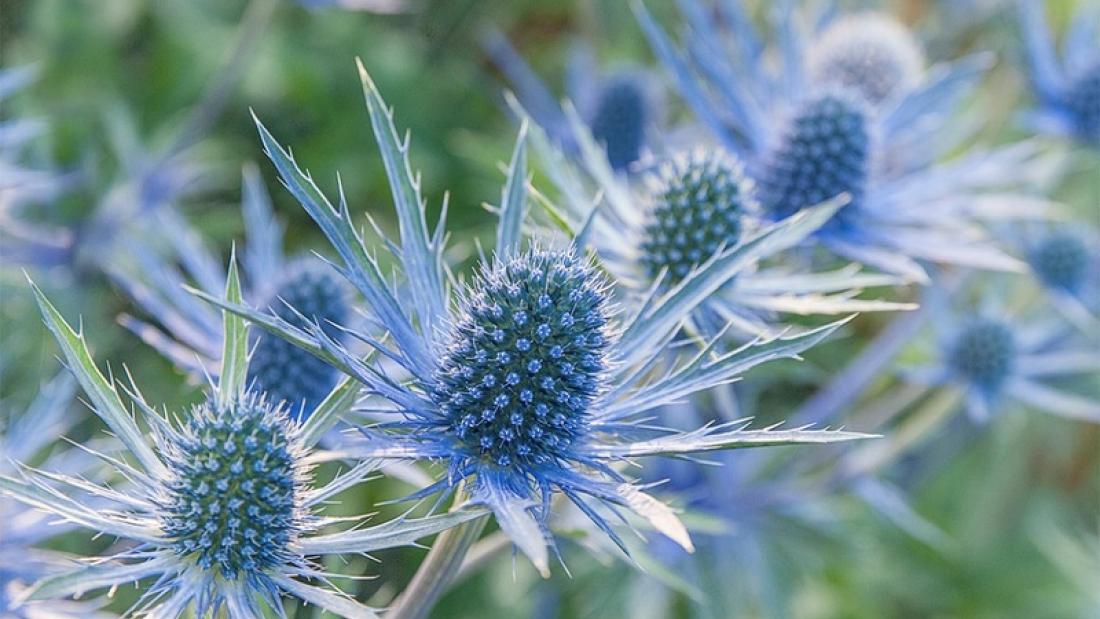 Closeup of blue row in a garden