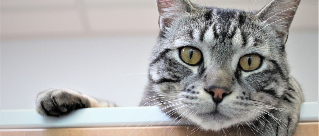 Cat looking over the edge of a cabinet