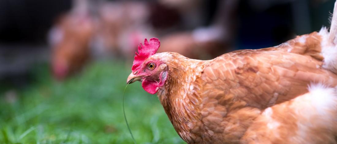 A single chicken on green grass