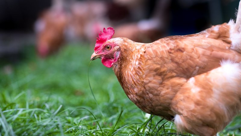 A single chicken on green grass