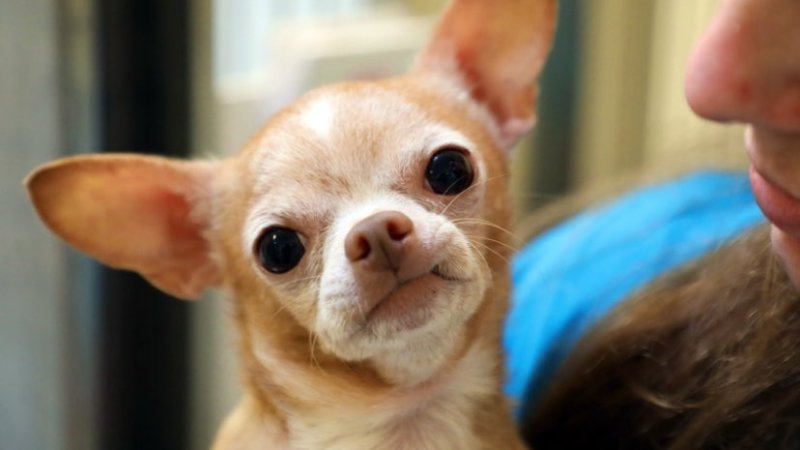 person holding a chihuahua dog