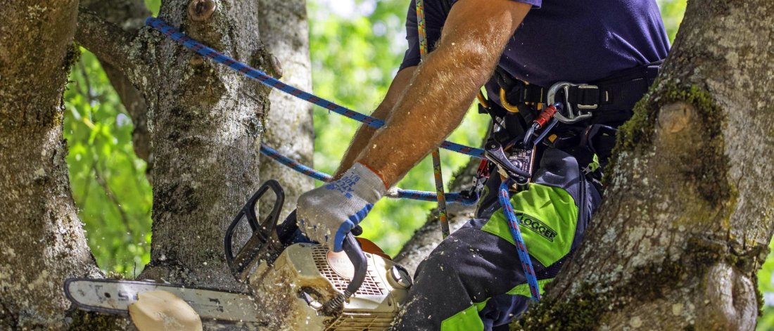 An arborist pruning a tree