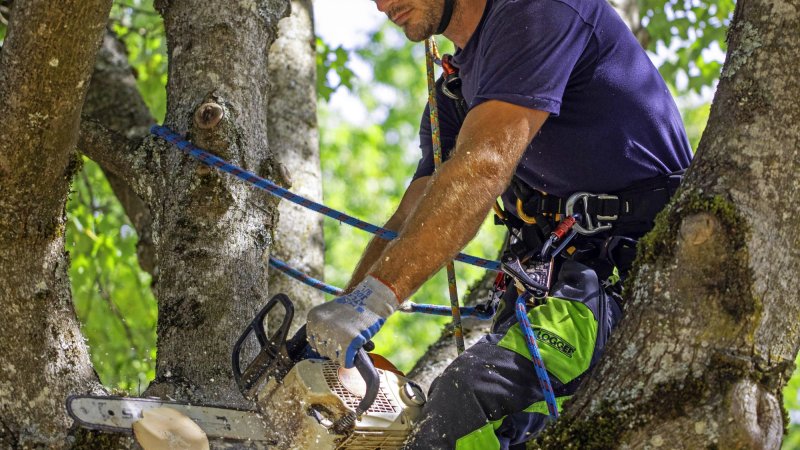 An arborist pruning a tree