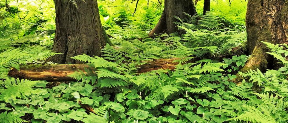 Plants in a forest