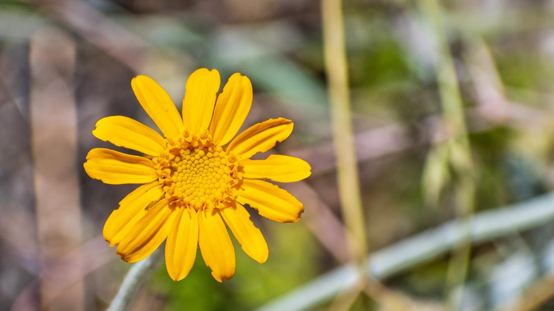 A yellow flower.