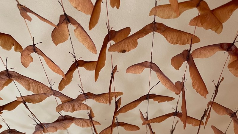 An installation of numerous maple seeds connected through threads and suspended on a white ceiling.
