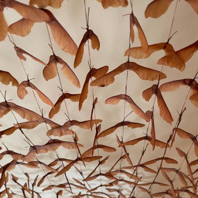 An installation of numerous maple seeds connected through threads and suspended on a white ceiling.
