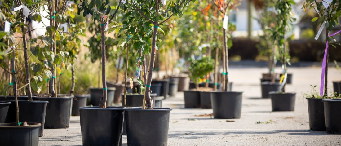 Trees ready for pickup at the Surrey Tree Sale.