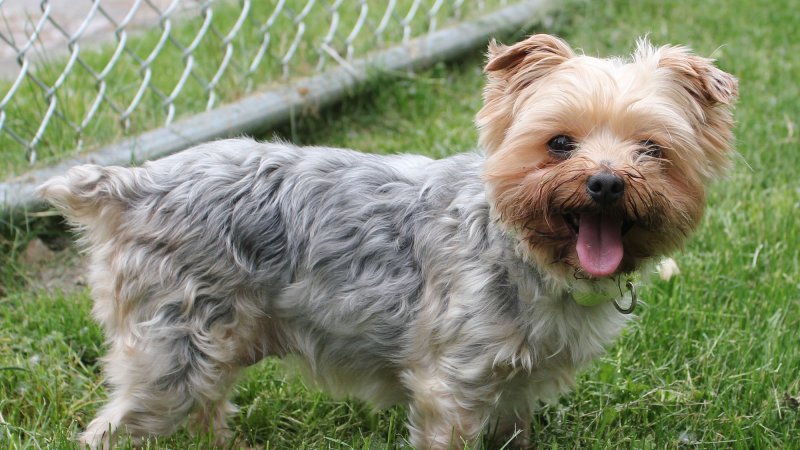 Yorkshire Terrier dog