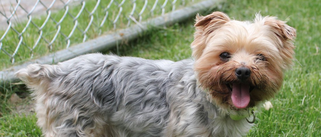 Yorkshire Terrier dog