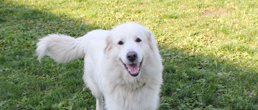 Great Pyrenees dog