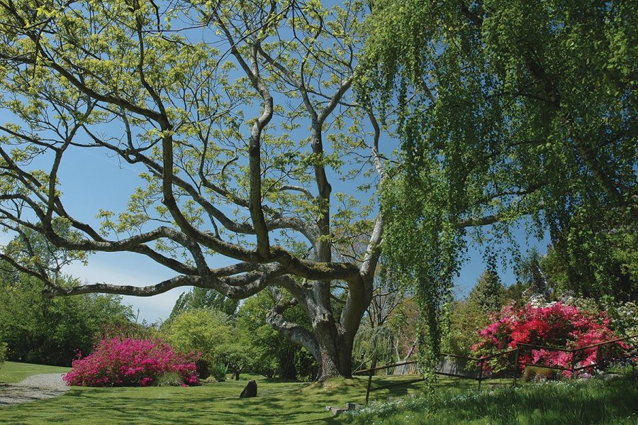 Darts Hill Garden Park  Historic tree in summer