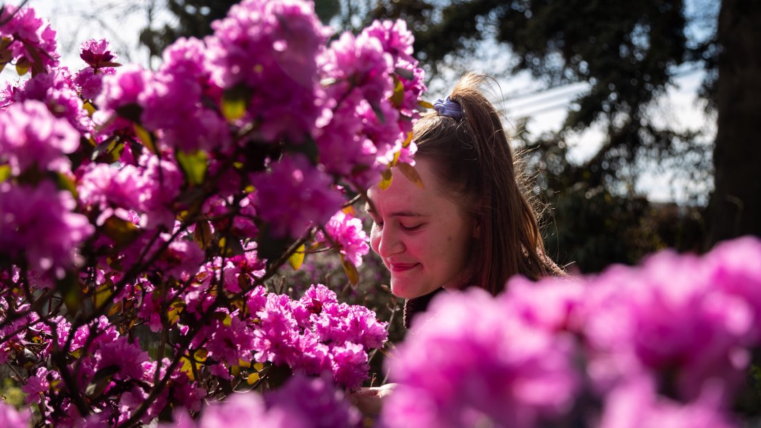 person admiring purple flowers