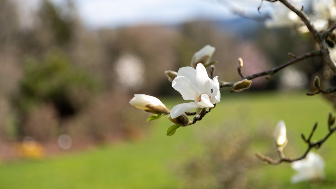 margnolia flower