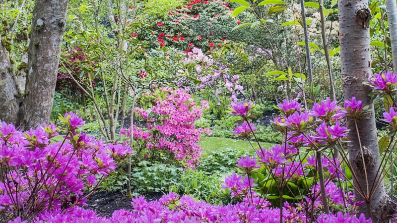 Darts Hill Azalea View Scarlet Black
