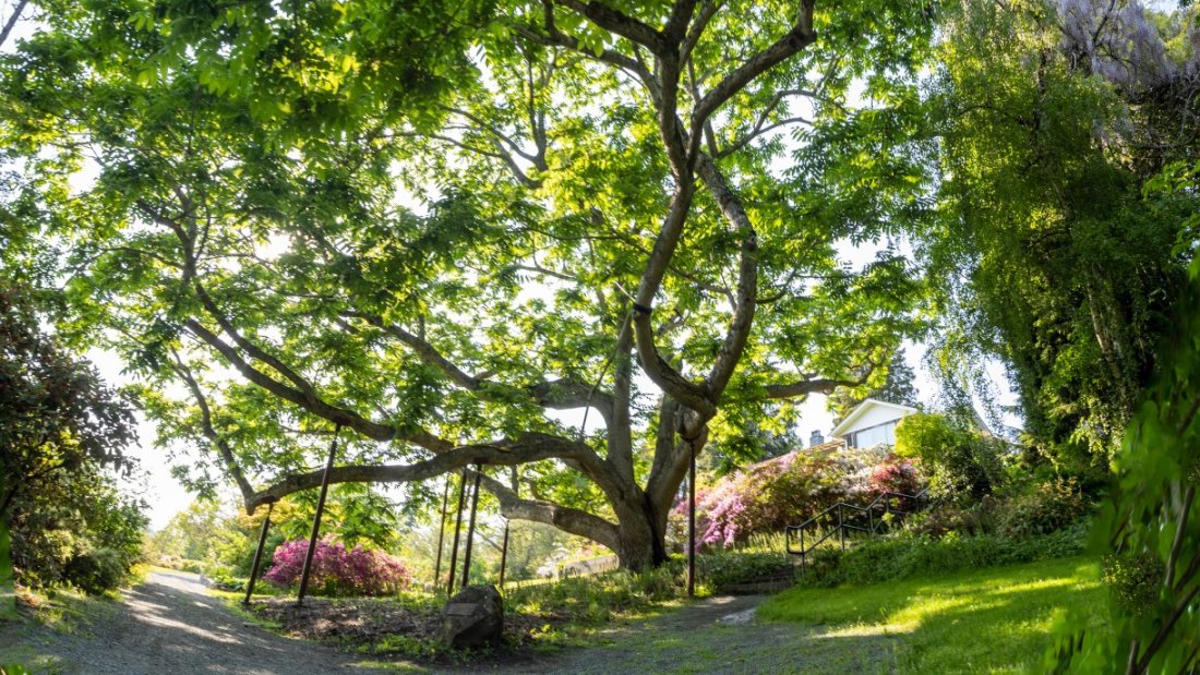 Heritage walnut tree at Darts Hill Garden Park