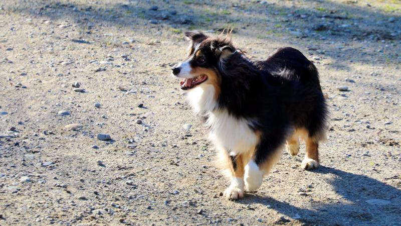 A medium sized dog outside
