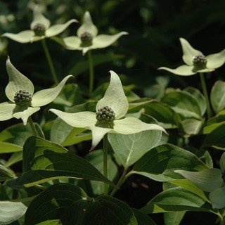 White dogwood flowers 