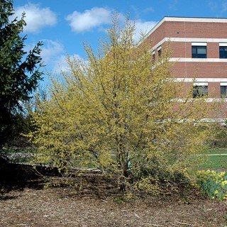 Small tree with yellow foliage