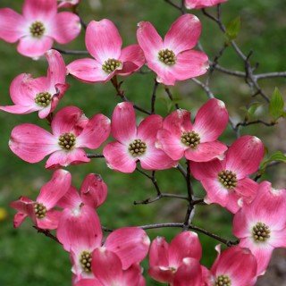 Pink flowers in bloom on a dogwood branch