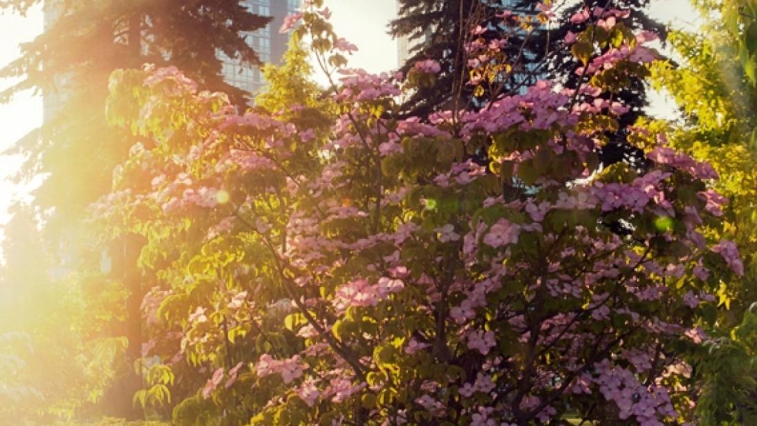dogwood trees in a park