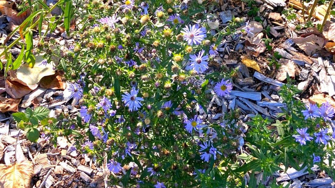 aster flowers