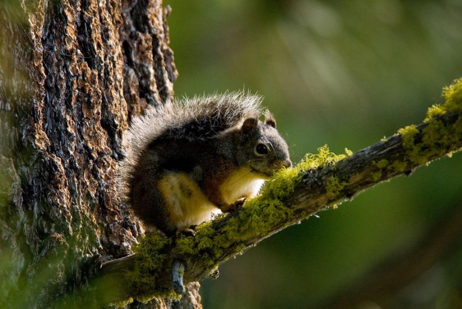 Squirrel