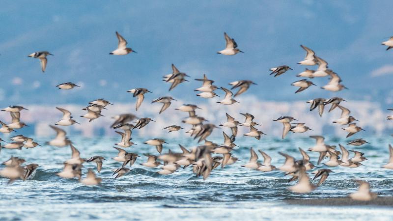 Flock of Dunlins flying over the water