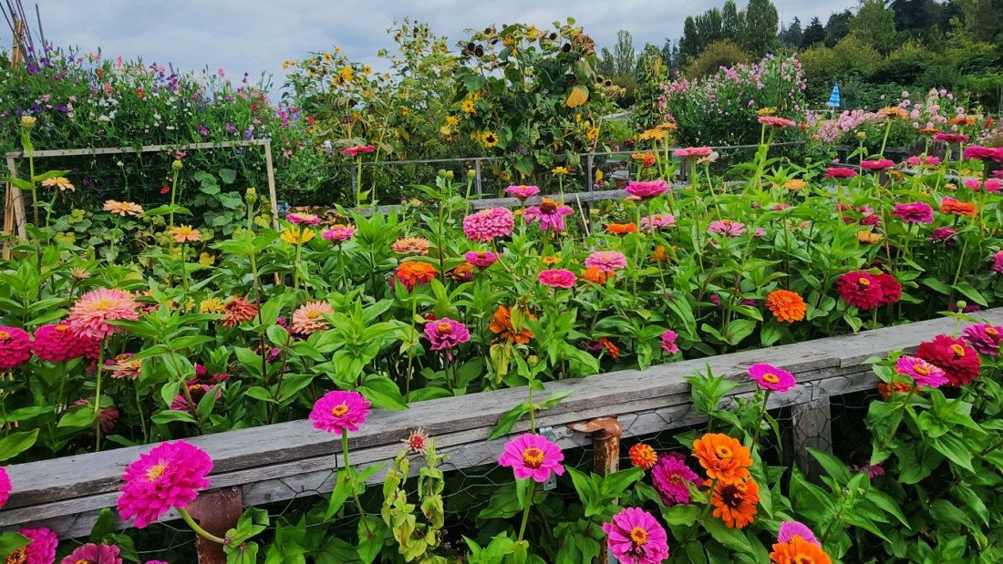 flowers in a garden