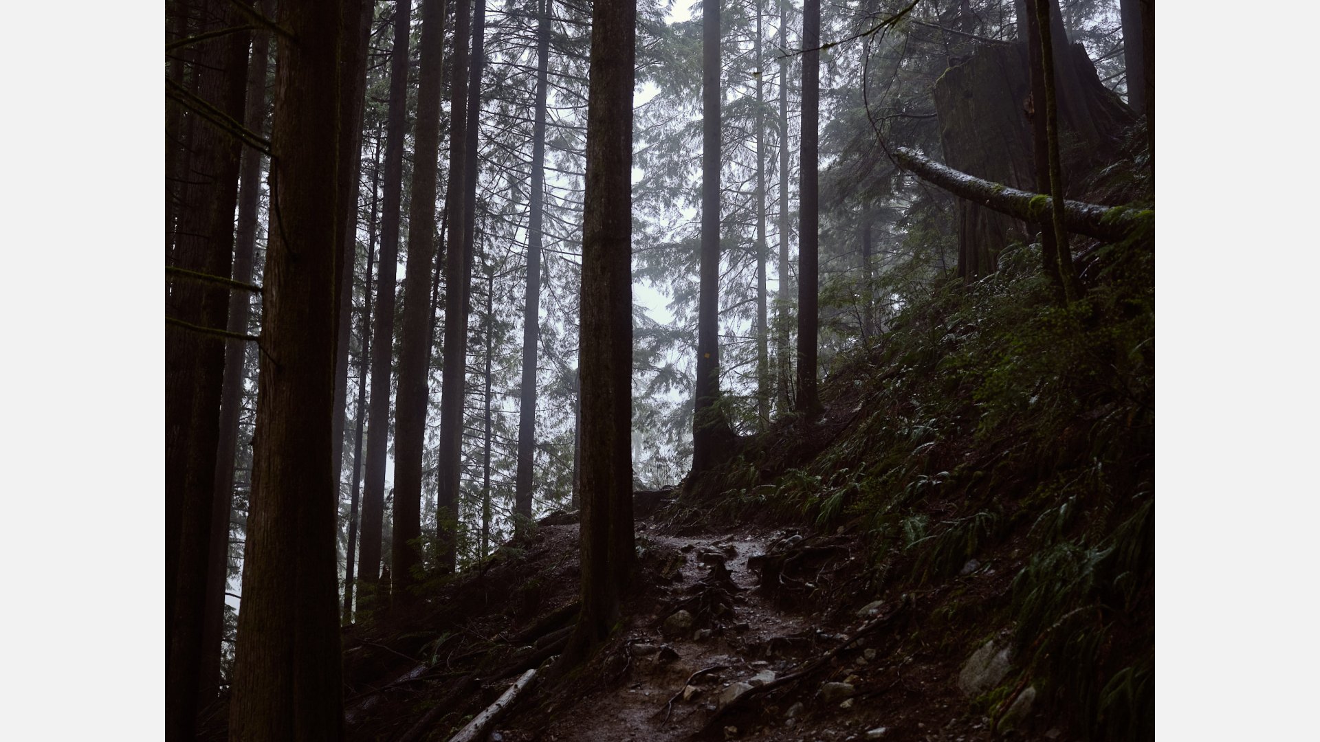 Forest setting with a number of fir trees in shadow on the side of a mountain, with light showing through the branches.