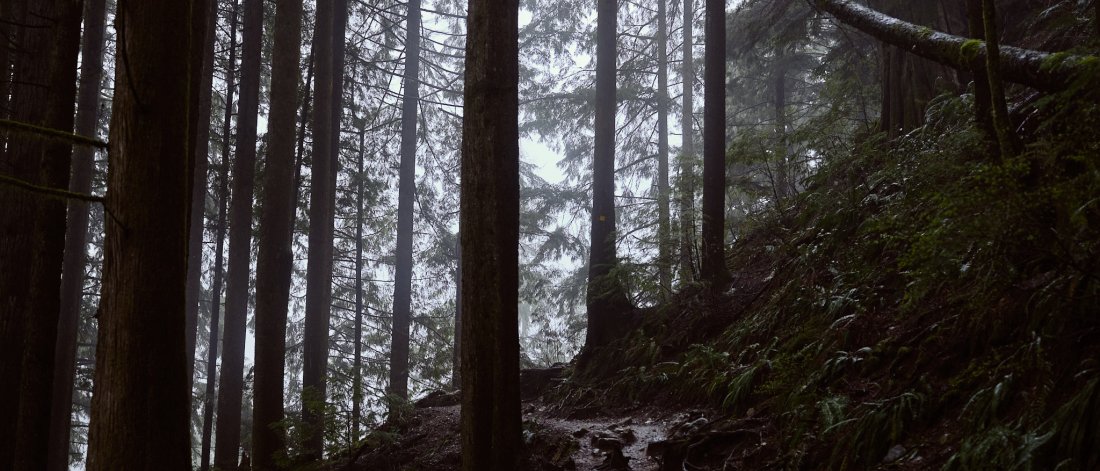 Forest setting with a number of fir trees in shadow on the side of a mountain, with light showing through the branches.