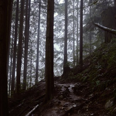 Forest setting with a number of fir trees in shadow on the side of a mountain, with light showing through the branches.