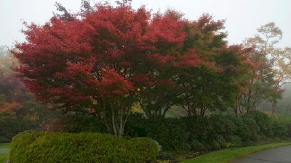 Fall Maples